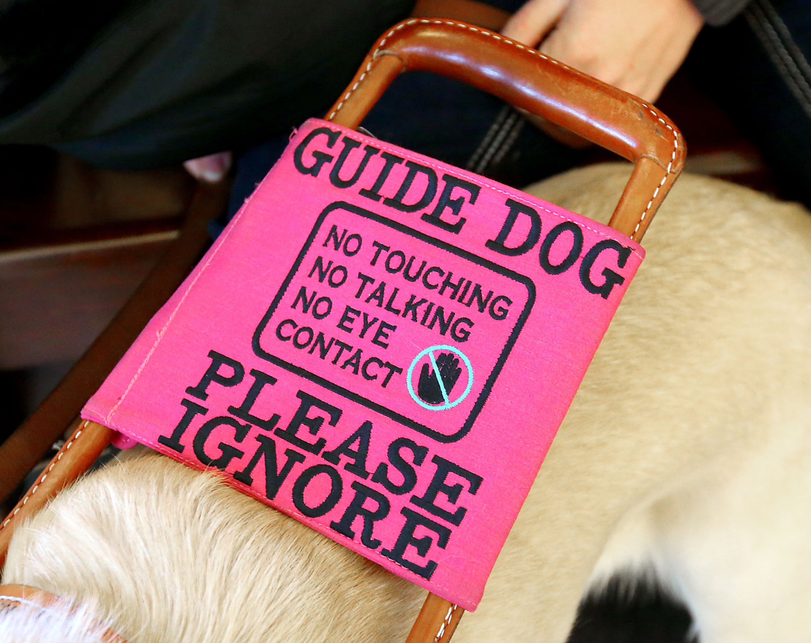 Service Dogs